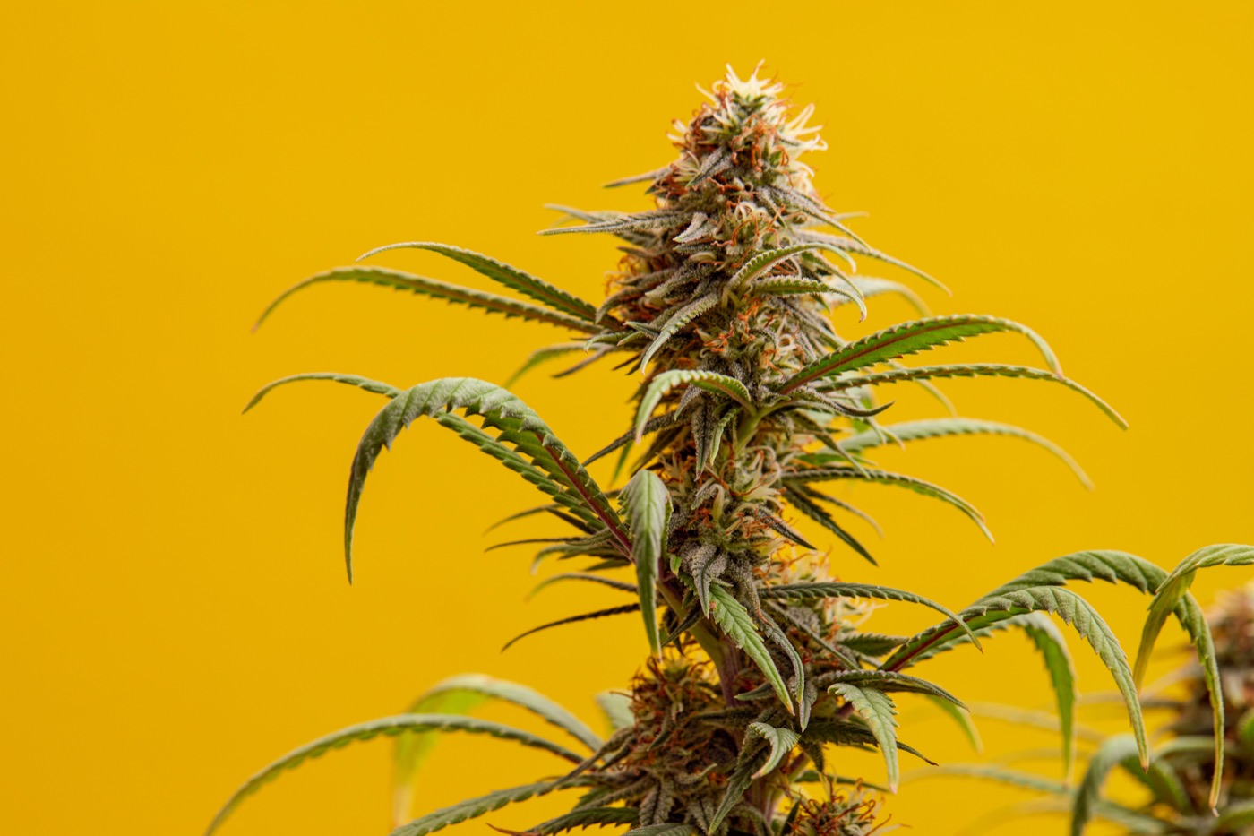 Macro shot of a cannabis flower